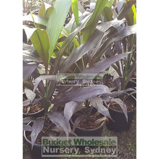 Cordyline Black Magic 200Mm Default Type