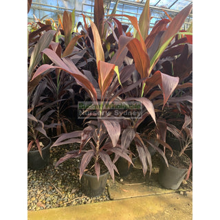 Cordyline Black Magic 200Mm Default Type