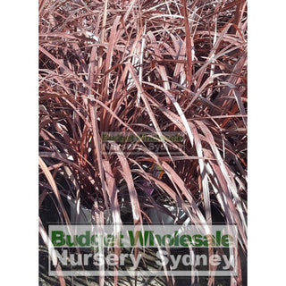 Cordyline Red Fountain 300Mm Xlarge Pot Default Type