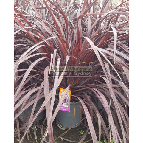 Cordyline Red Fountain 300mm XLarge POT