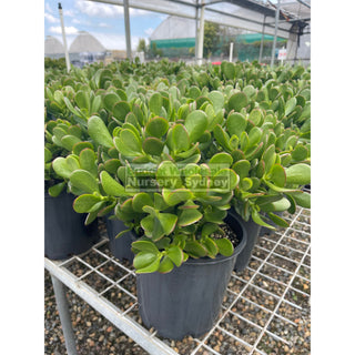 Crassula Ovata 200Mm