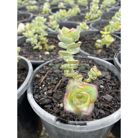 crassula string of buttons 140mm