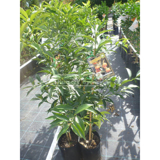 Cumquat Nagami 5Ltr Default Type