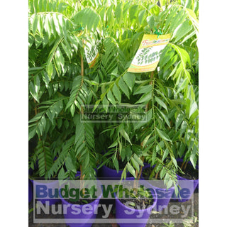 Curry Leaf Plant Murraya Koenigi (Curry) 5Ltr Default Type