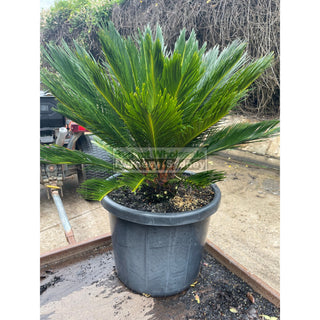 Cycas Revoluta 500Mm Pots Default Type