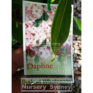 Daphne Odora 140Mm Fragrant Flowers Default Type