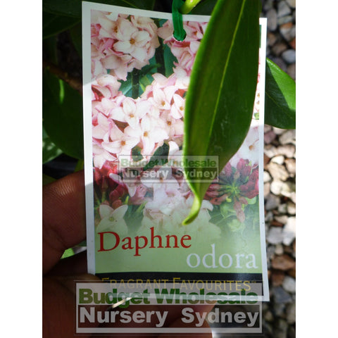 Daphne odora 140mm fragrant flowers