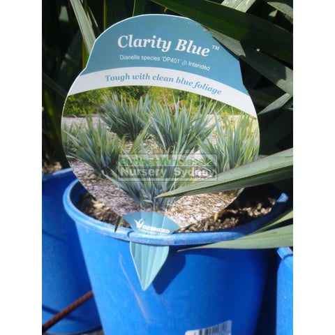Dianella Clarity Blue (Flax Lily) 140Mm Pot Default Type
