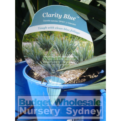 Dianella Clarity Blue (Flax Lily) Large 200Mm Pot Default Type