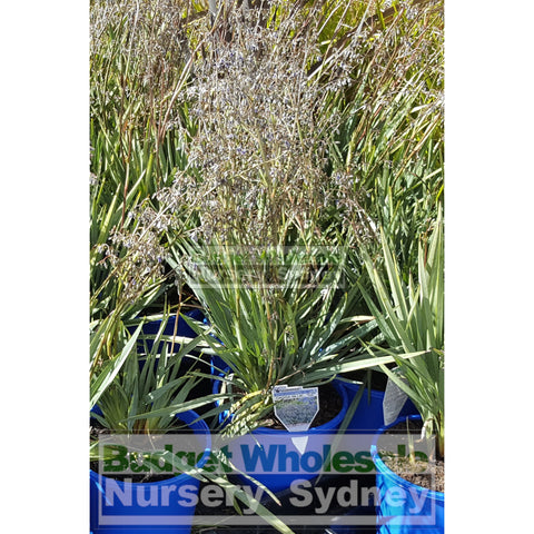 Dianella Clarity Blue (Flax Lily) Large 200mm Pot