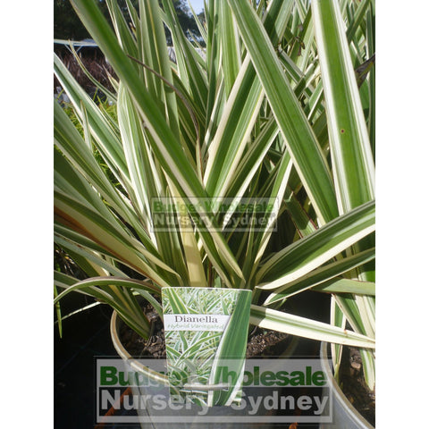 Dianella Hybrid Variegated (Flax Lily) 140Mm Default Type