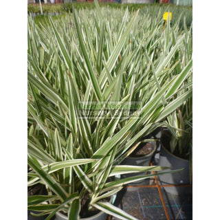 Dianella Hybrid Variegated (Flax Lily) 200Mm Default Type