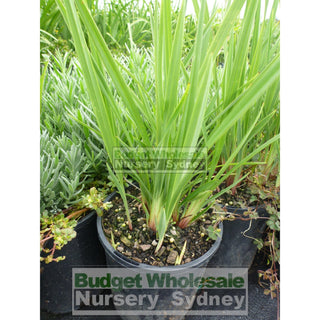 Dianella Revoluta 140Mm Pot Plants