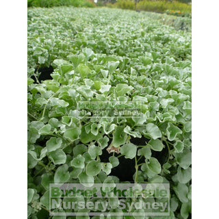 Dichondra Silver Falls 100Mm Pot Plants