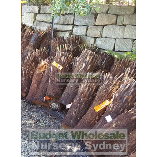 Dicksonia Antarctica Australian Soft Fern Tree Xlarge 800Mm To 1M Trunk Default Type