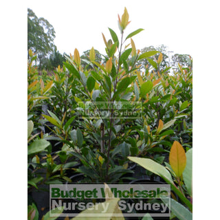 Elaeocarpus Reticulatus 300Mm Pot / 25Lt Or Blueberry Ash Tree Plants