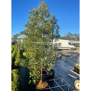 Elaeocarpus Reticulatus 45Lt Bag Or 400Mm Pot Blueberry Ash Tree Plants