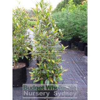Elaeocarpus Reticulatus 45Lt Bag Or Blueberry Ash Tree Plants