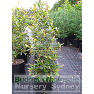 Elaeocarpus Reticulatus 75L Bag / 500Mm Pot Or Blueberry Ash Tree Plants