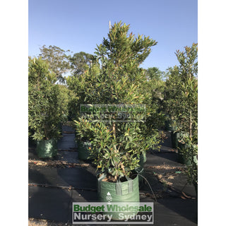Elaeocarpus Reticulatus 75L Bag / 500Mm Pot Or Blueberry Ash Tree Plants