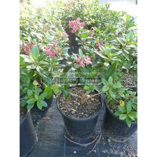 Escallonia Macrantha Rubra 200Mm Pot Plants