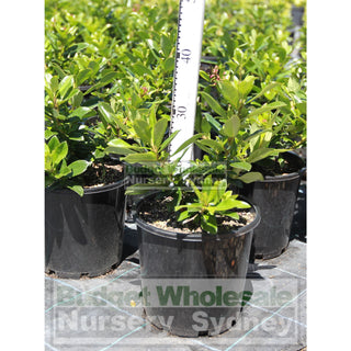 Escallonia Red Knight 200Mm Pot Plants