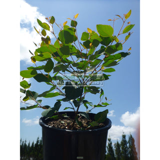 Eucalyptus Cladocalyx Nana 200Mm Pot - Dwarf Sugar Gum Gift Card