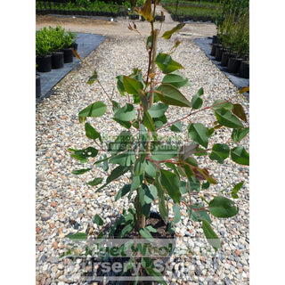 Eucalyptus Tereticornis 200Mm Pot Gift Card