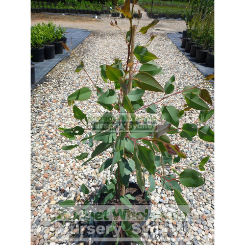 Eucalyptus tereticornis 200mm Pot