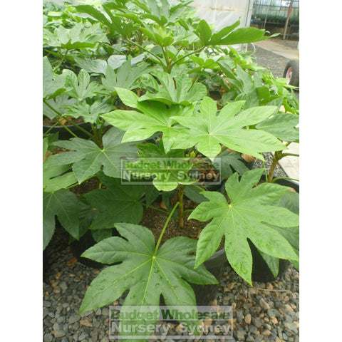 Fatsia Japonica 200Mm Pots / 5L - Paper Plant Default Type