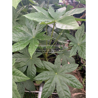 Fatsia Japonica 200Mm Pots / 5L - Paper Plant Default Type