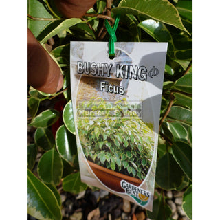 Ficus Bushy King (Bushy Fig) 175Mm Default Type