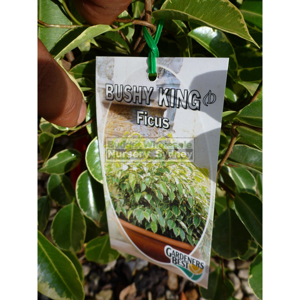 Ficus Bushy King (Bushy Fig) 175mm | BUDGET WHOLESALE NURSERY SYDNEY