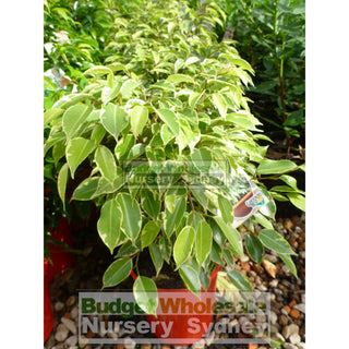 Ficus Bushy King (Bushy Fig) 175Mm Default Type