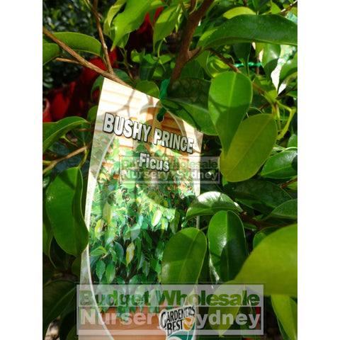 Ficus Bushy Prince (Bushy Fig) 175mm