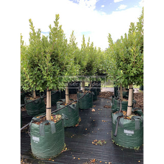 Ficus Hillii Emerald Green Standard Super Advanced 100L Pot Lollipop Plant Topiary Plant Default