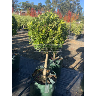 Ficus Hillii Emerald Green Standard Super Advanced 100L Pot Lollipop Plant Topiary Plant Default