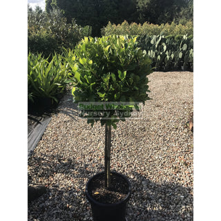 Ficus Hillii Standard Xlarge 300Mm Pot Lollipop Plant Topiary Plant Default Type