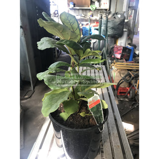 Fiddle Leaf Fig 200Mm Pot Ficus Lyrata Default Type