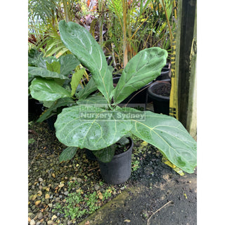Fiddle Leaf Fig 200Mm Pot Ficus Lyrata Default Type