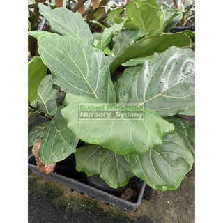 Fiddle Leaf Fig 200Mm Pot Ficus Lyrata Default Type