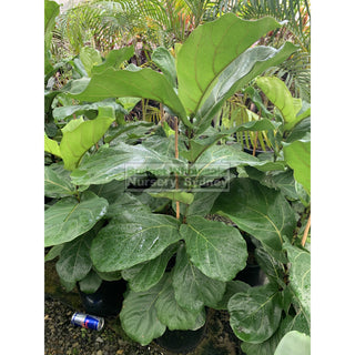 Fiddle Leaf Fig 200Mm Pot Ficus Lyrata Default Type