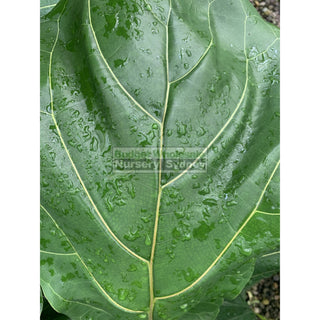 Fiddle Leaf Fig 200Mm Pot Ficus Lyrata Default Type