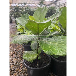 Fiddle Leaf Fig 250Mm Pot Ficus Lyrata Default Type