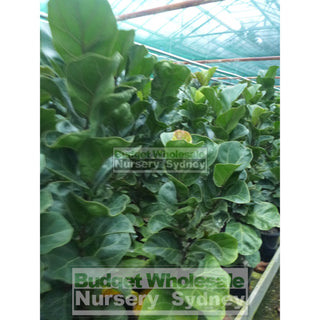 Fiddle Leaf Fig 200Mm Pot Ficus Lyrata Default Type