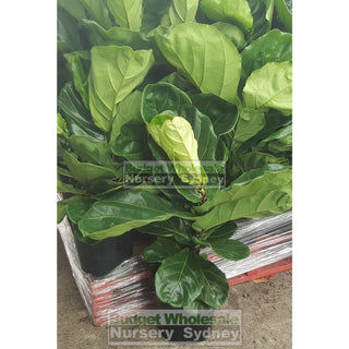 Fiddle Leaf Fig 200Mm Pot Ficus Lyrata Default Type