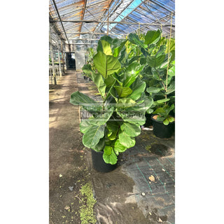 Fiddle Leaf Fig Xlarge 400Mm Pot Ficus Lyrata Default Type