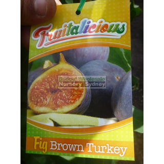 Fig Tree Ficus Carica Brown Turkey 5Ltr Default Type