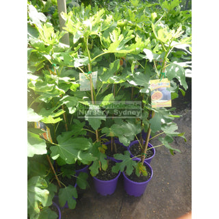 Fig Tree Ficus Carica Brown Turkey 5Ltr Default Type