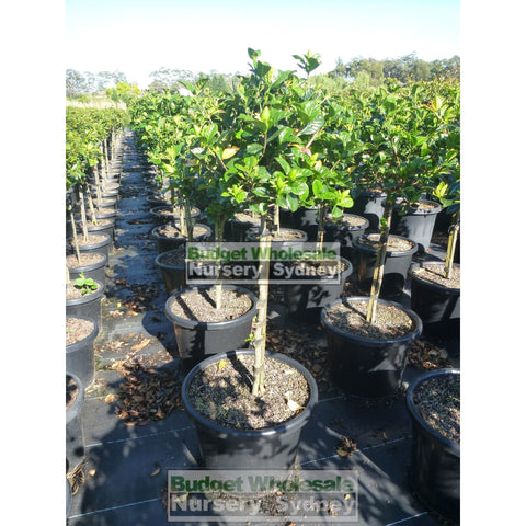 Gardenia Standards Xlarge 400Mm Pots Default Type